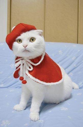 Кот в сапогах