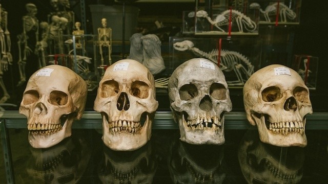 A Visit to the Little Shop Where Hollywood Buys Its Dead Bodies
