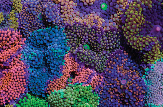 Miami Is Drowning, and the Corals Couldn’t Be Happier