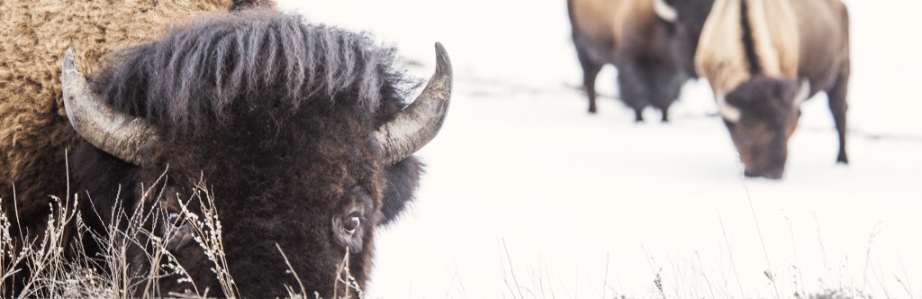 The Government Won’t Let Me Watch Them Kill Bison, so I’m Suing