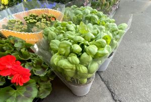 Basilico supermercato come non farlo morire