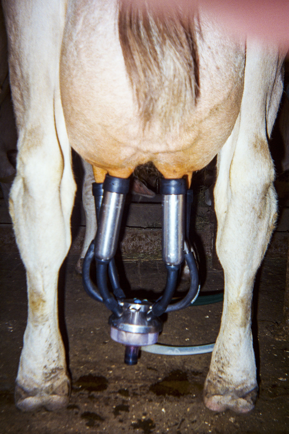 Photos of a Dairy Farmer Milking Some Cute Cows