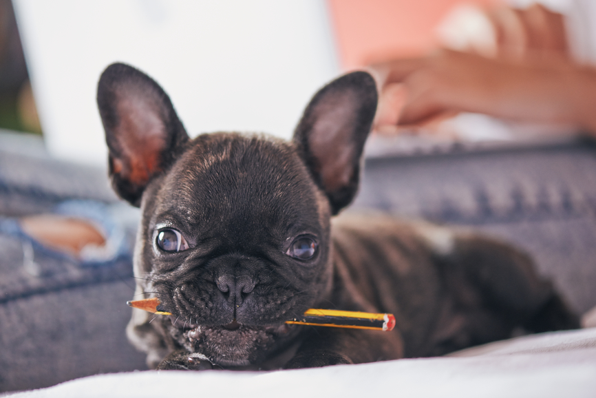 My Dog is My Therapist