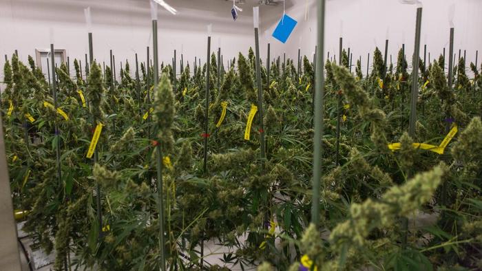 Cosa dicono 10.000 studi sull’uso della cannabis