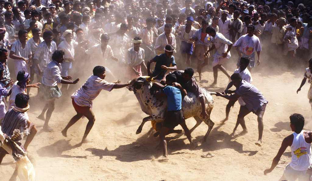 Why a Ban on Bull Riding Sparked Huge Protests in India