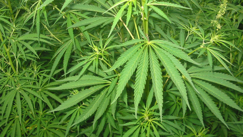 Have You Ever Tried Investing… in Weed
