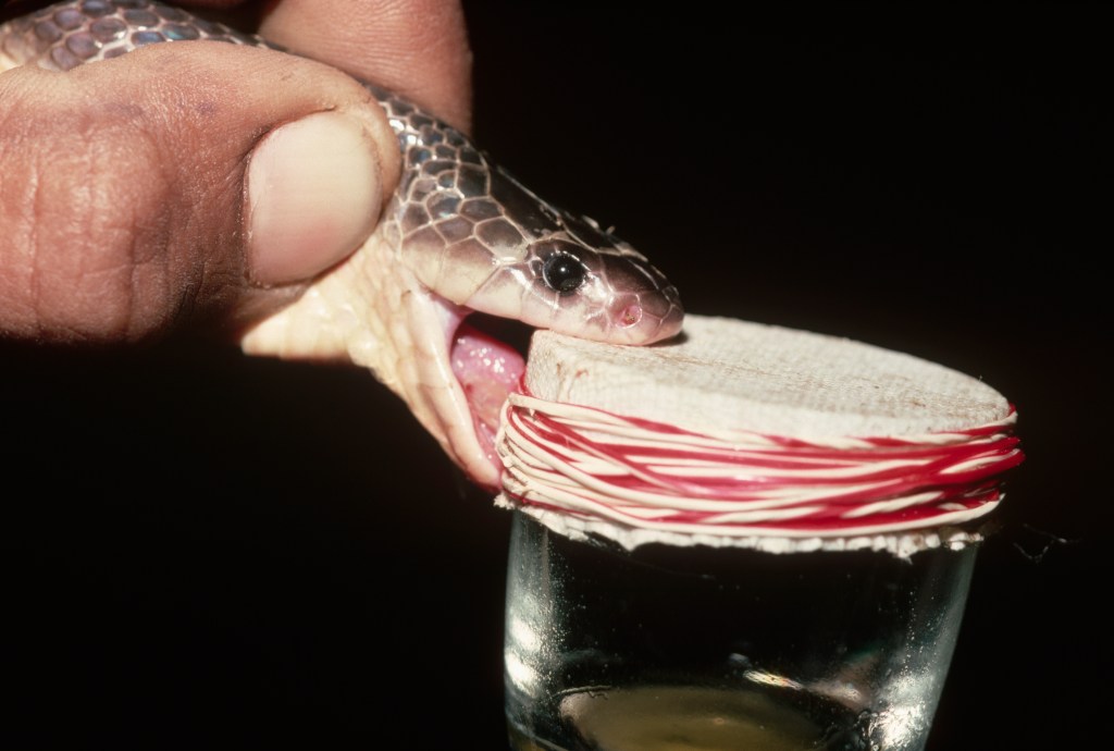 Why Can’t We Stop Milking Snakes Already?