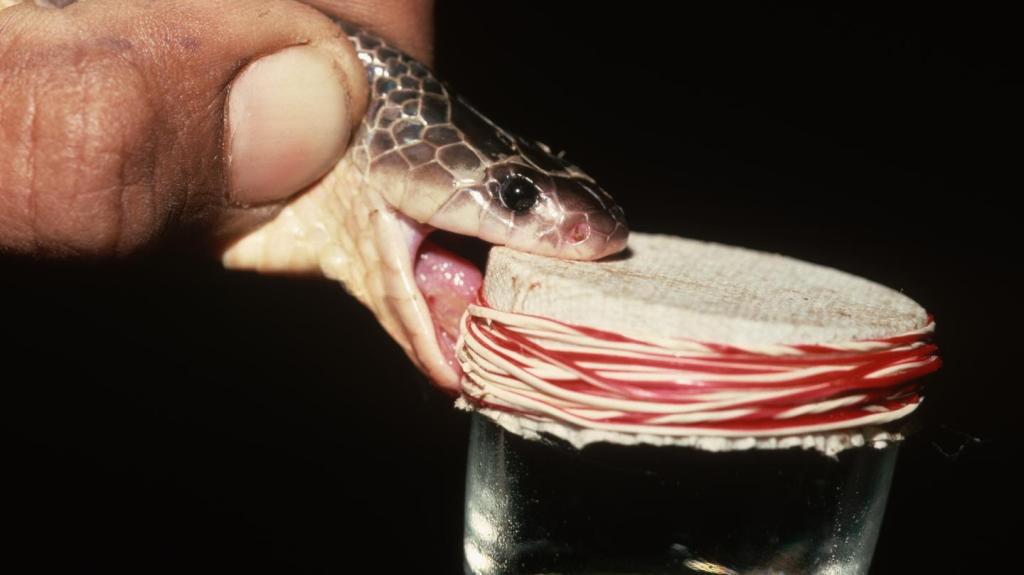 Why Can’t We Stop Milking Snakes Already?