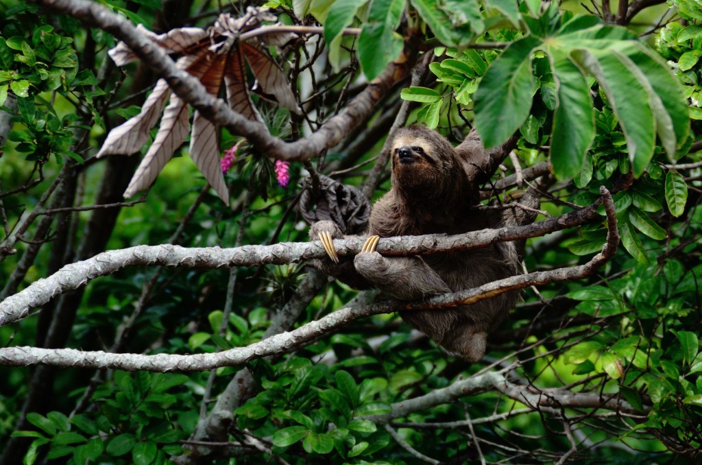 Let This Sloth Lead You to Paradise Through a Guided Meditation