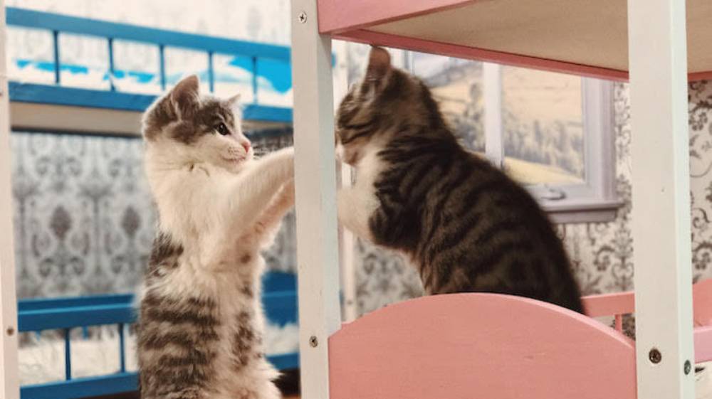 Το «Keeping Up With The Kattarshians» Είναι το Νέο Απόλυτο Ριάλιτι (με Γάτες)