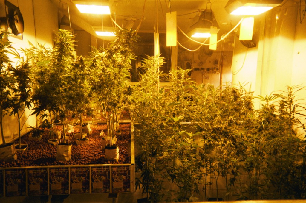 Politiet har fundet en enorm cannabisfarm i en gammel atombunker