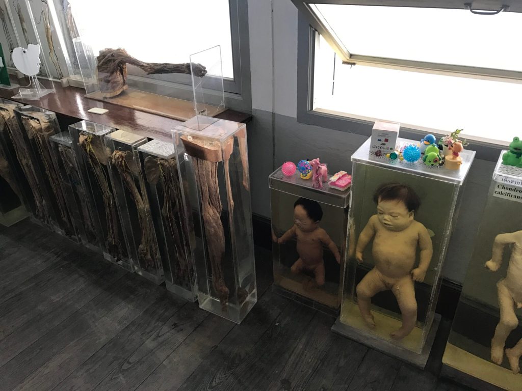 Na návštěvě v anatomickém muzeu v Bangkoku