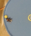 Science Has Figured Out How to Get Bees to Play Soccer (Finally!)