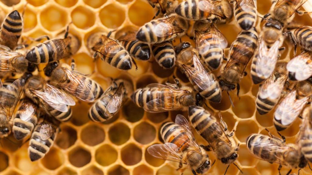 What Would Happen if All the Bees Died Tomorrow?