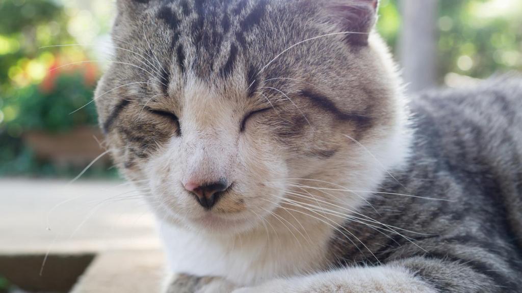 Cats Are Actually Nice, Scientists Find