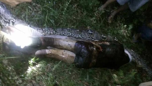 A Python Swallowed an Indonesian Palm Oil Farmer Whole