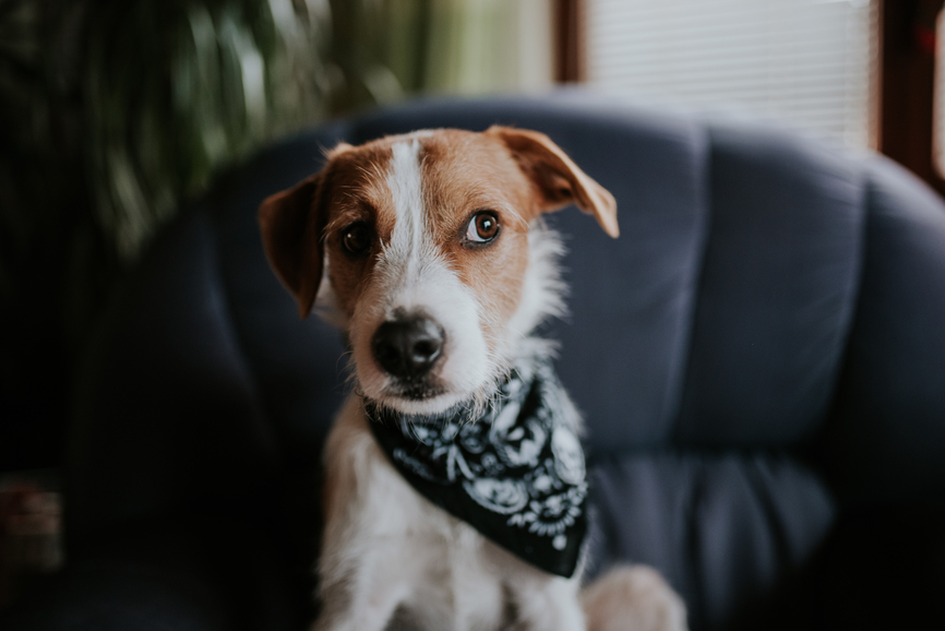 Lügt dein Hund dich an?