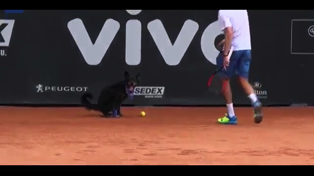 Good Dogs Fetch Tennis Balls at the Brazil Open