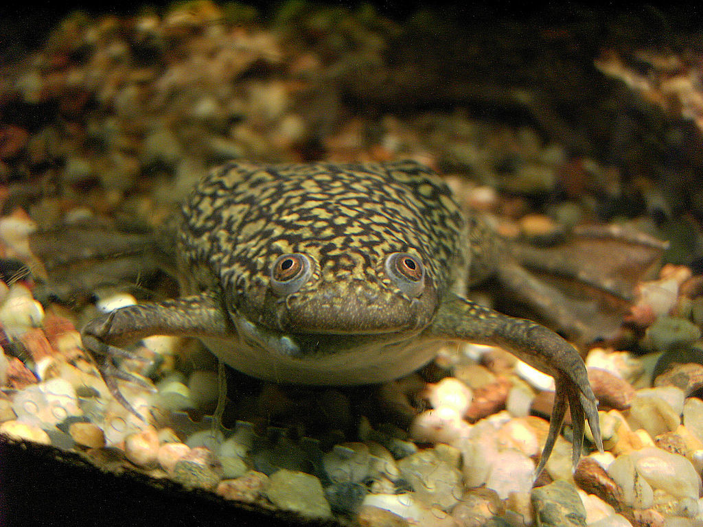 How This Adorable Frog Became One of the Earliest Pregnancy Tests Around