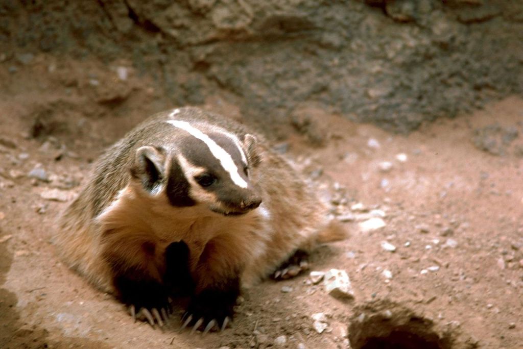 This Video of a Badger Burying a Cow Corpse Is #Lifegoals
