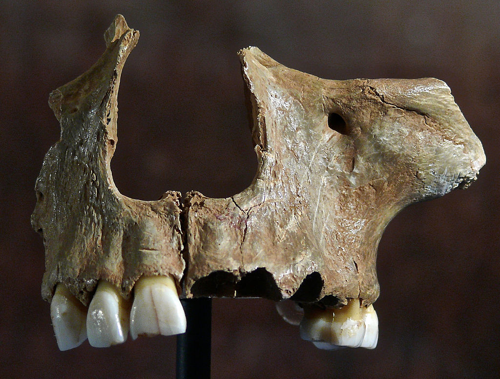 Our Ancestors Engaged in Cannibalism for Fun and Profit, Not Just for Calories