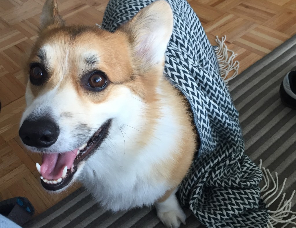 Reddit’s /r/aww Is Full of Stolen Dog Pics