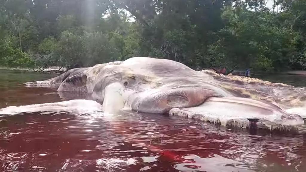Descobrimos que porra de animal é esse da foto