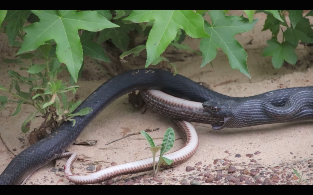 Un serpent vomit un autre serpent vivant et tout est chaos