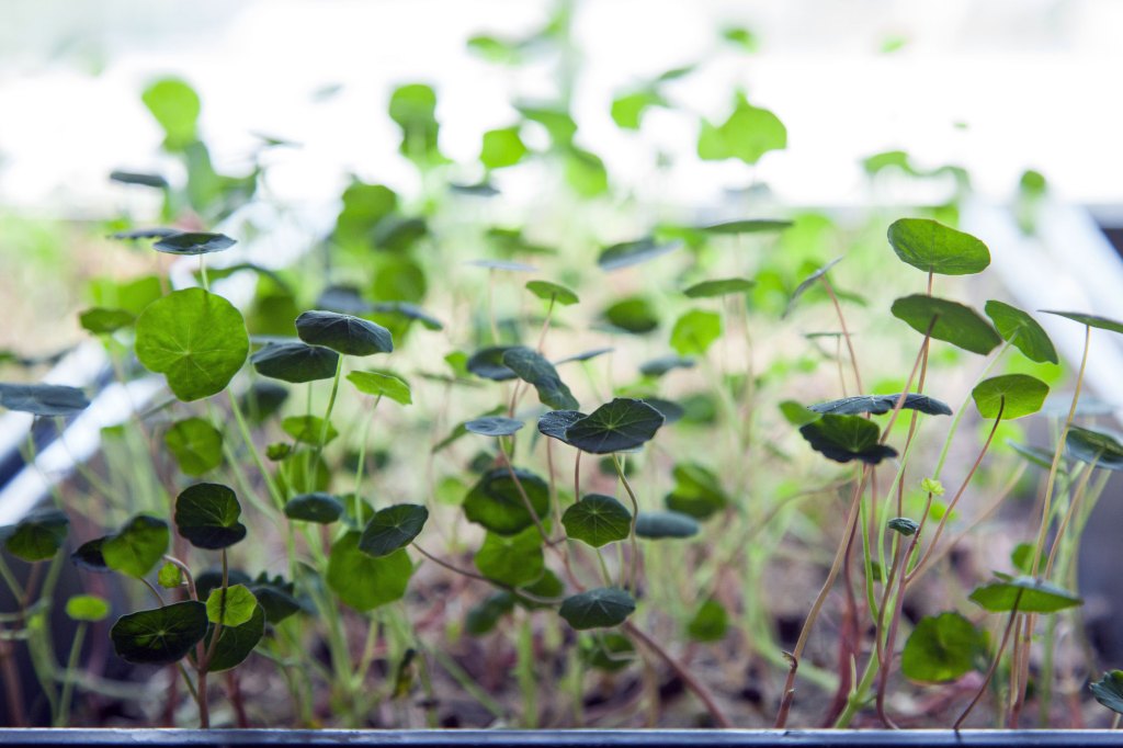 How I Went From Growing Weed to Cultivating Michelin Star-Quality Microgreens