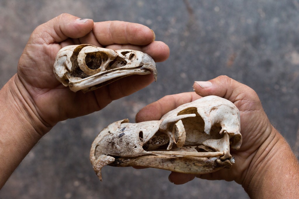 Smoking Endangered Vulture Brains in South Africa