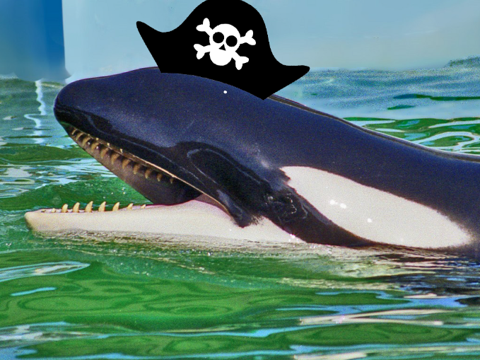 ‘Gangs’ of Killer Whales Are Harassing Alaskan Fishermen
