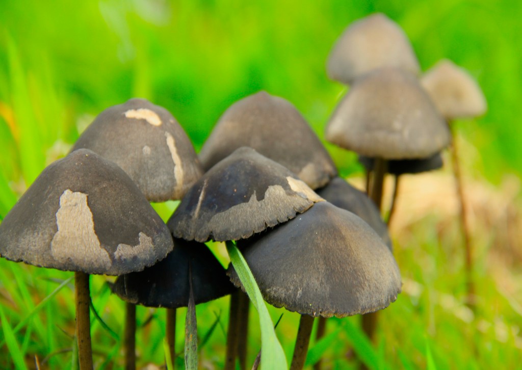 Shrooms Could Be Legalized Sooner Than You Think