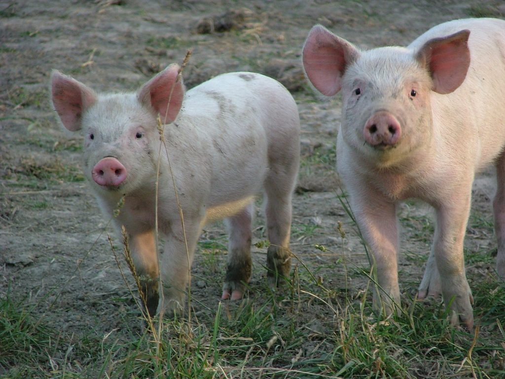 Ich bin vegan geworden, weil ich ein Buch über Schweine geschrieben habe