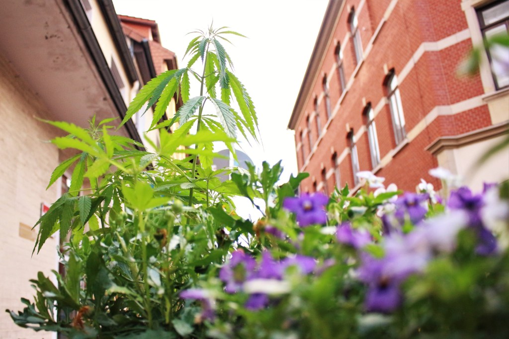 Göttinger Aktivisten treiben die Polizei in den Wahnsinn, weil sie überall Cannabis pflanzen