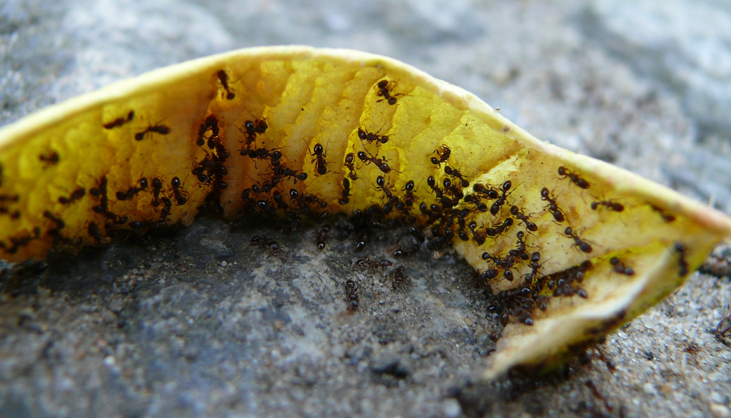 Können sich Insekten eigentlich in der Vagina einnisten?