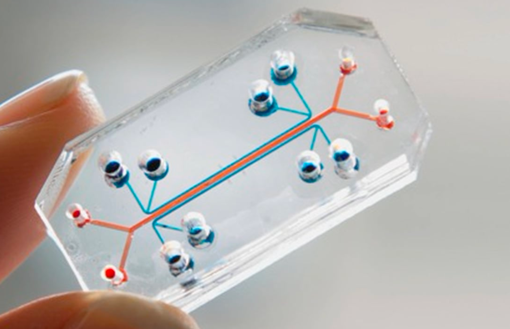 ‘Placenta-on-a-Chip’ Technology Will Let Scientists Research Neonatal Diseases Without Using Human Fetuses