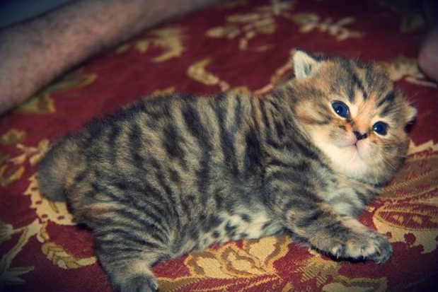 These Russian Cat Memes Are a Dose of Good Internet