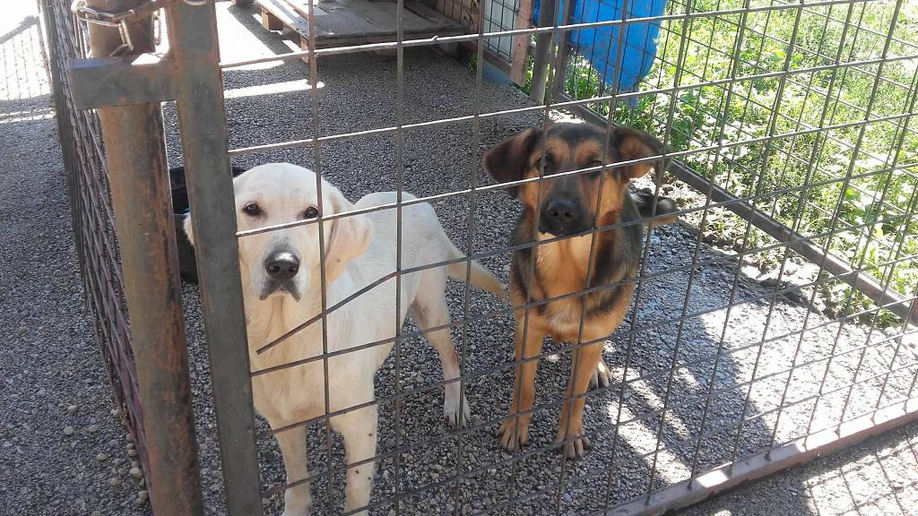 Da li će se napuštene životinje u Kraljevu „humano uništavati“
