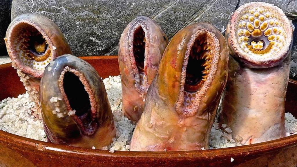 A tavola per assaggiare l’animale più ignobile del mondo