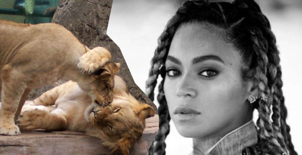 Beyoncé und Childish Gambino im neuen Disney-Remake von ‘König der Löwen’