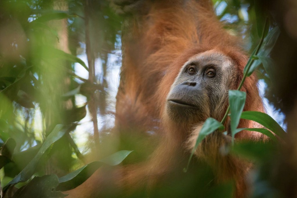 Buletin Sore VICE: Spesies Baru Orangutan, Sandiaga Dibentak Tukang Ojek, Setnov Minta Kader Golkar Tak Korupsi
