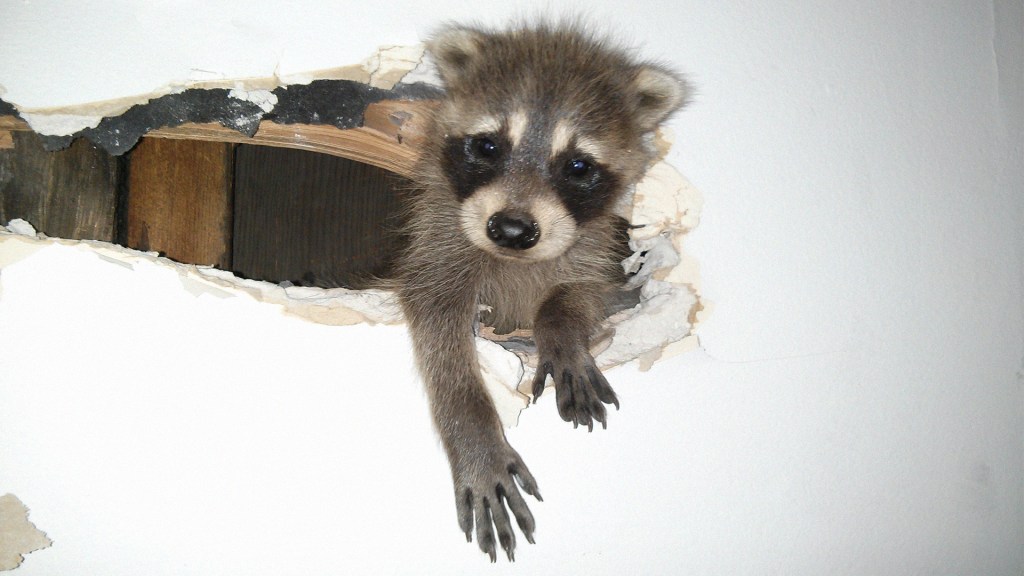 The Gross and Creepy Shit You Deal With in Animal Control