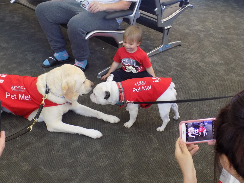Meet the Good Dogs Making Air Travel Less Stressful