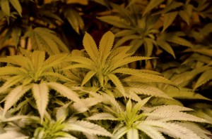 Our Best Weed Stories of 2017
