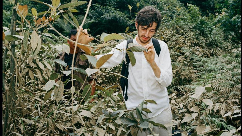 Cos’è il kratom, la pianta usata anche per smettere con l’eroina