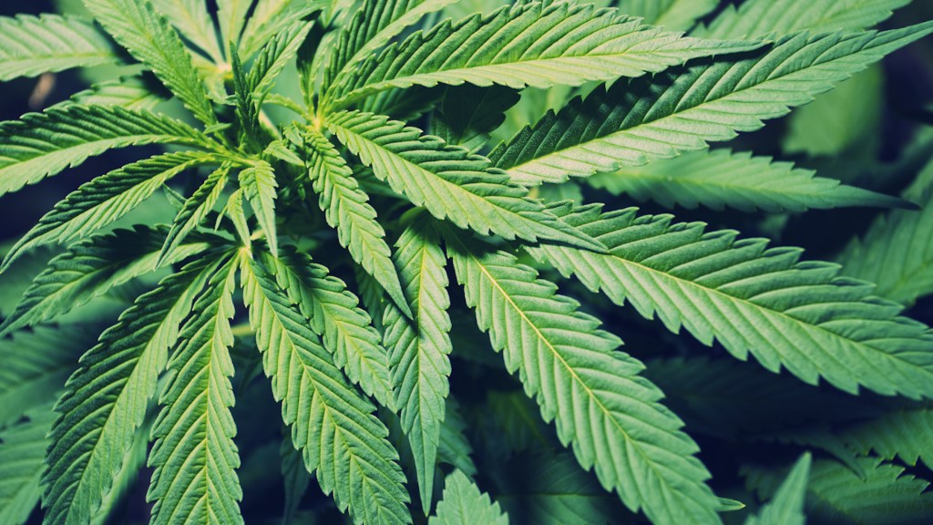 Everything you need to know about legal weed in California