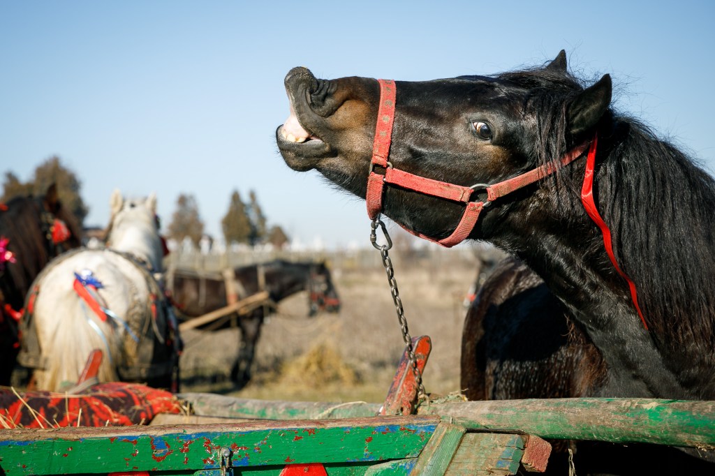 Fotografii cu români care și-au dus caii la botez și la paradă