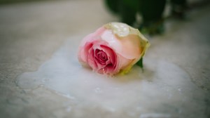 Eine Rose in einer weißlichen Flüssigkeit, die künstliches Sperma darstellen soll