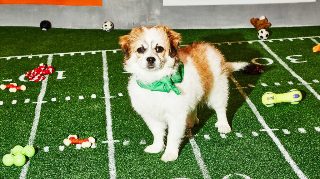 Vi var med til den mest nuttede pendant til Super Bowl – Puppy Bowl