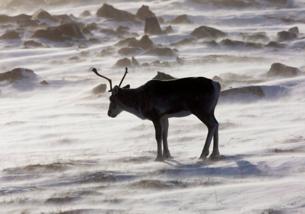 Canada welcomes China’s plan to build a “Polar Silk Road” in the Arctic